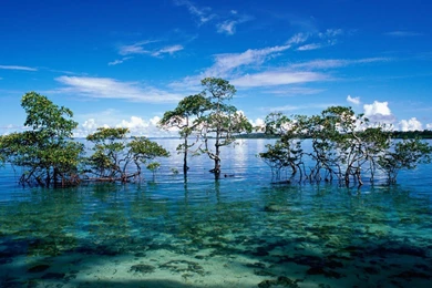 10 Tropical Island Desktop Backgrounds That Can Refreshing Your ...