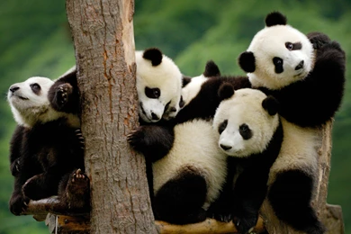 Cute Baby Panda Bear Photo Free Download   Free Wallpapers Party