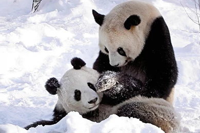 Central Wallpaper: Cute Panda Bears HD Wallpapers