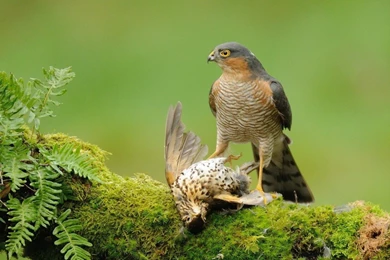 37 Love Birds Wallpapers HD Free Download For Desktop Magazine Fuse