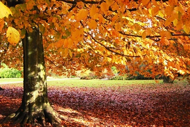 Fall Backgrounds Wallpapers