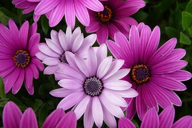 Cape Marigold Flowers Desktop Wallpapers   2560x1600 Wallpapers ...