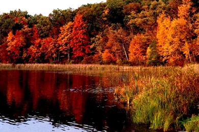 Free Fall Wallpaper Backgrounds