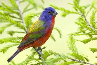 Www.amazing Birds Wallpapers.com