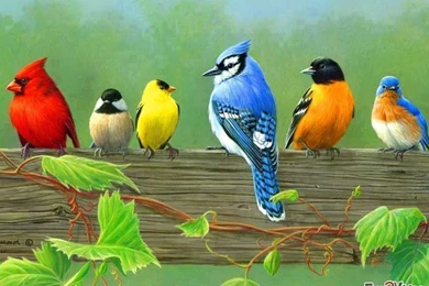 Birds Images Collection (43+)