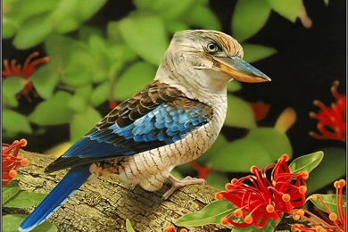 Beautifull Birds Wallpapers