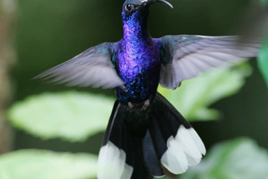 Beautiful Wallpapers