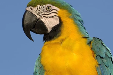 Amazing Birds Wallpapers High Quality Wallpapers