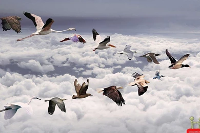 Amazing Birds Funny Combination Wallpapers – HD Wallpapers Free ...