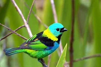 Birds And Butterflies On Pinterest