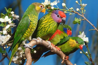 Colourful Birds Wallpapers   Beautiful Birds Wallpapers