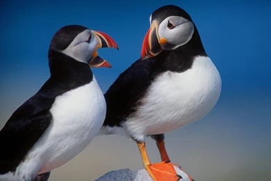 Best Collection Of Birds Wallpapers Wallpapers   Gethdpics.com