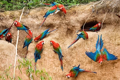 Amazing Birds Full HD Wallpapers 1920×1080 – HD Wallpapers Free ...