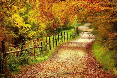Country Road Autumn