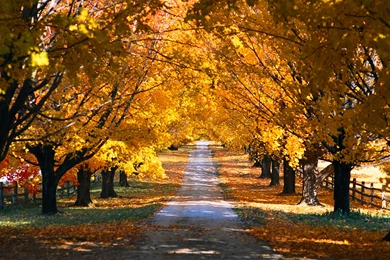 Country Road   Wallpaper.