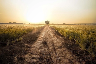 1920x1080 Country Road Wheat Field Tree Desktop PC And Mac Wallpapers