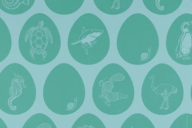 Sample 'which Came First' Egg Wallpapers By Paperboy Wallpapers ...