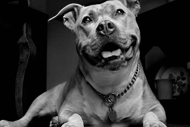 Pitbull Wallpapers