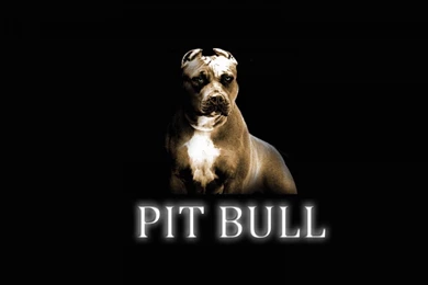 Pitbull Dog Wallpapers   Wallpapers Cave