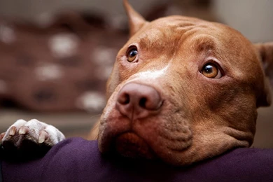 Pitbull wallpaper 1366x768   1366x768