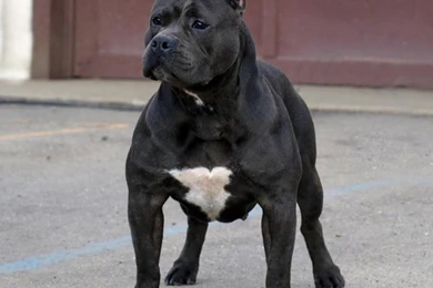 Pitbull Pack 2 Live Wallpapers   Android Apps On Google Play