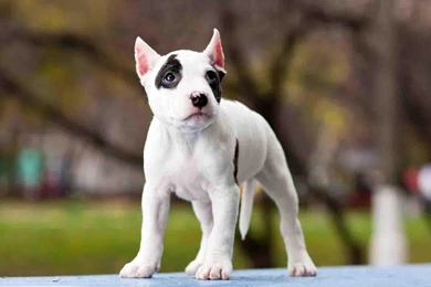 Puppy Pitbull Wallpapers   Android Apps On Google Play