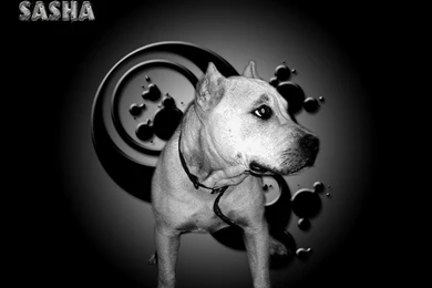 Wallpapers Pitbull Terrier Dogs Pit Bull Sasha 1024x768