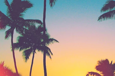 Tropicool – iPhone 5/6 Wallpapers