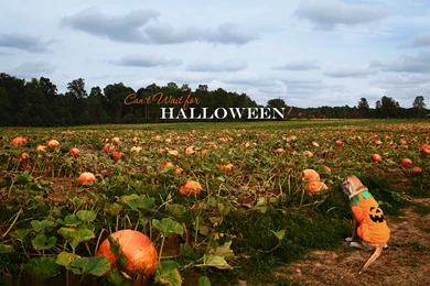 Halloween Wallpapers, Halloween Desktop Backgrounds On Kate.net ...