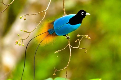 Cool Looking Birds HD Wallpapers Free Download