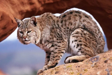 Wallpapers: Animals Wallpapers For Free