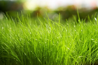 Widescreen Wallpapers 1366x768 HD