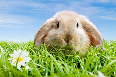 Cute Rabbit Wallpapers