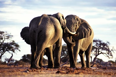 Animals Wallpapers Collection (40+)