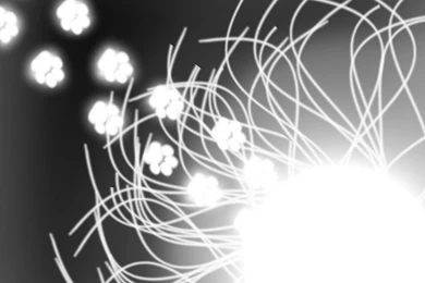 Paw Print Wallpapers By Musical Medic On DeviantArt