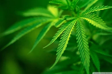 Cool Green Leaves Wallpapers Full Size Image