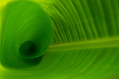 Free Cool Green Wallpapers Mobile @3EJ « Wallx