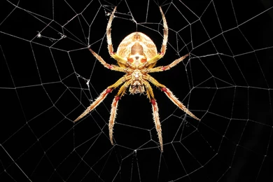 Cool Spider High Resolution Wallpapers