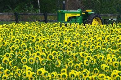 RePin Image: Pink John Deere Wallpapers On Pinterest