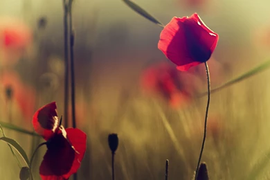 Photo Vintage, Nature, Poppies, Red, Grass, Field, Widescreen