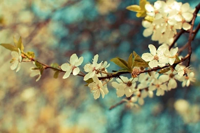 Beautiful Flowers Nature Vintage Wallpapers Hd 10189 Wallpapers