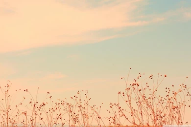 PINK SKY WALLPAPER   (