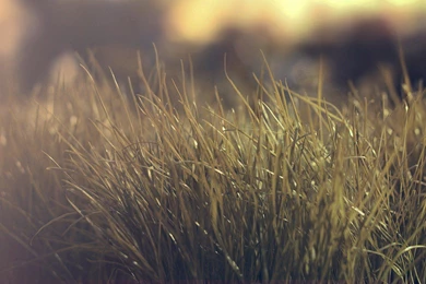 Vintage Nature HD Wallpapers / 1920x1080