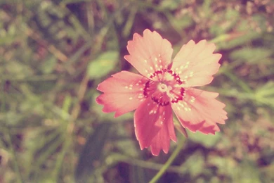 Vintage nature wallpaper 39598 hd wallpapers backgrounds ...