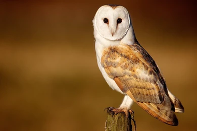 Barn Owl   Wallpaper.