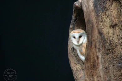 Barn Owl Hollow Tree Wallpapers   The Barn Owl Trust