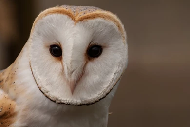 Barn Owl Uhd Wallpapers   Ultra High Definition Wallpapers   4k ...