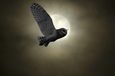 Barn Owl   Wallpaper.