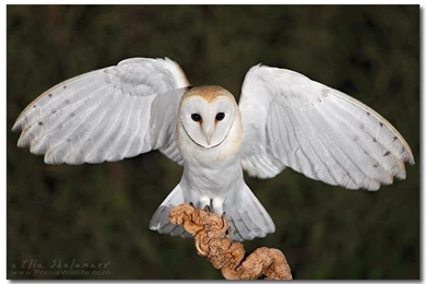 BARN OWL WALLPAPER   (
