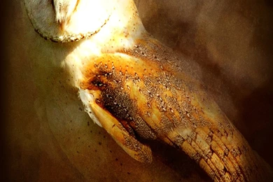 Not A Morning Owl Wallpapers